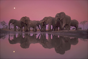 Grupa slonova