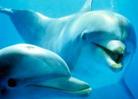 Da li znate koliko zuba ima delfin?