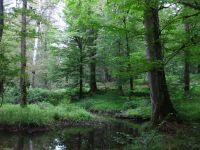 Slike prirode - Šume, planine i more - Kompilacija 1 - slika 3