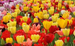 Poruka cveća - slika 2