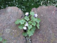 Slike prirode - U susret proleću - Kompilacija 3 - slika 1