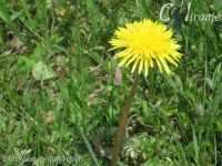 Slike prirode - U susret proleću - Kompilacija 3 - slika 2