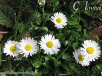 Slike prirode - U susret proleću - Kompilacija 3 - slika 3