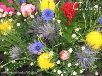 Slike prirode - U susret proleću - Kompilacija 3 - slika 4