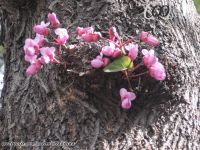 Slike prirode - U susret proleću - Kompilacija 3 - slika 5