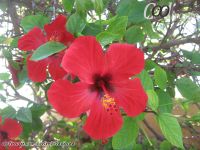 Slike prirode - U susret proleću - Kompilacija 3 - slika 6