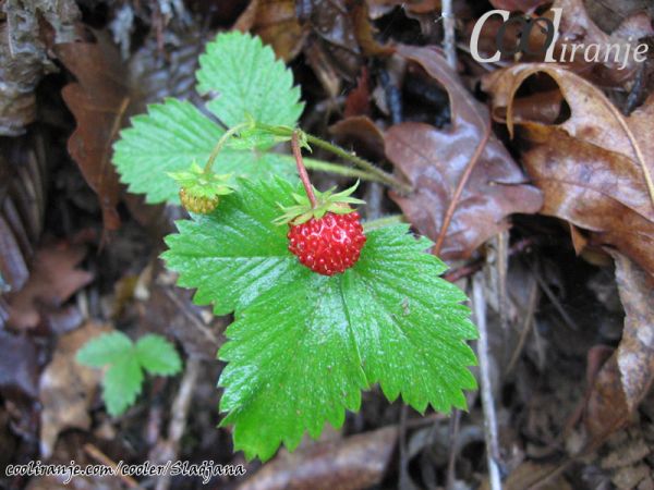 Slike prirode - U susret proleću - Kompilacija 3