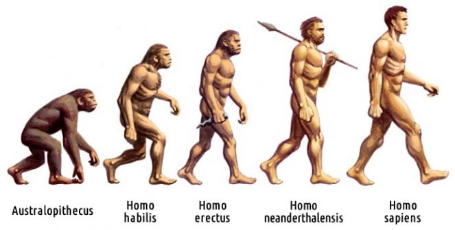 Evolucija čoveka